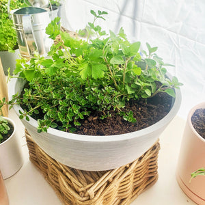 Herb Bowls with Parsley, Pizza Thyme & Oregano