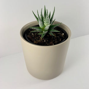 Haworthia Classic Grey Planter 12cm