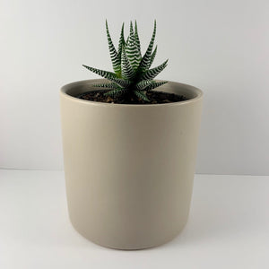 Haworthia Classic Grey Planter 12cm