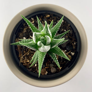 Haworthia Classic Grey Planter 12cm