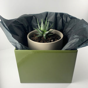 Haworthia Classic Grey Planter 12cm