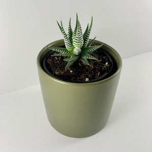 Haworthia Classic Moss Planter 12cm