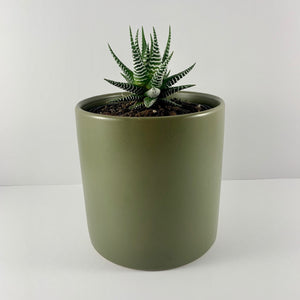 Haworthia Classic Moss Planter 12cm