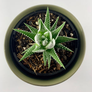 Haworthia Classic Moss Planter 12cm