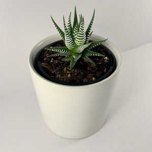 Haworthia Classic White Planter 12cm