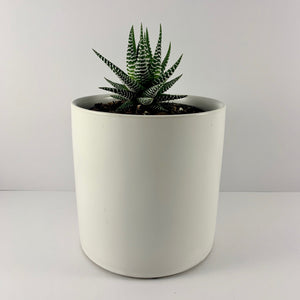 Haworthia Classic White Planter 12cm