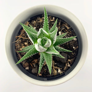 Haworthia Classic White Planter 12cm