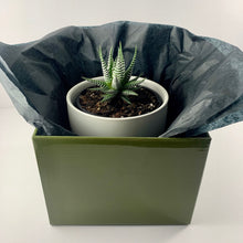 Load image into Gallery viewer, Haworthia Classic White Planter 12cm
