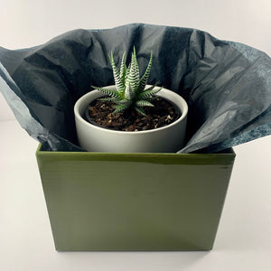 Haworthia Classic White Planter 12cm