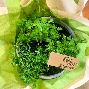 Herb Bowls with Parsley, Pizza Thyme & Oregano